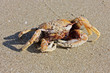 Funny crab on the beach in Varkala, Kerala, India