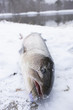 釣り上げたイトウ