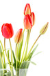 Freigestellte rote Tulpen in einer Vase.