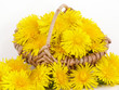 Löwenzahnblüten im Weidenkorb