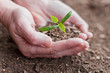 Mapple tree in hand