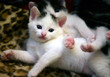 Beautiful white kitten Beautiful white kitten