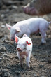 happy baby pig