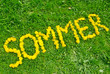 Blumen Sommer