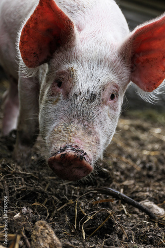 Photo: Pig Pig