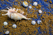 seashells and conch on golden sand