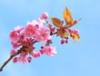 Leinwanddruck Bild - sakura