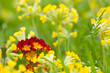 Primeln (Schlüsselblumen und rote Primula vulgaris)