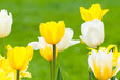 Gelbe und weiße Tulpen