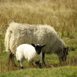 ewe with little lamb