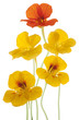 nasturtium