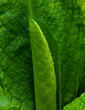 Skunk Cabbage