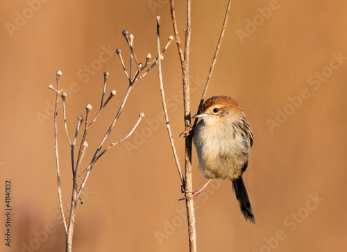 Photo: Cisticola sitting in the sun Cisticola sitting in the sun