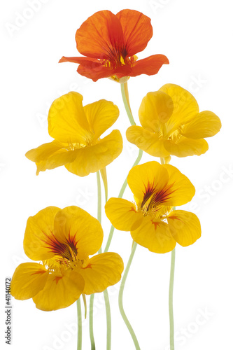 Photo: nasturtium nasturtium