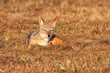 Jackal lying in the grass