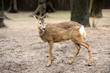 Young deer