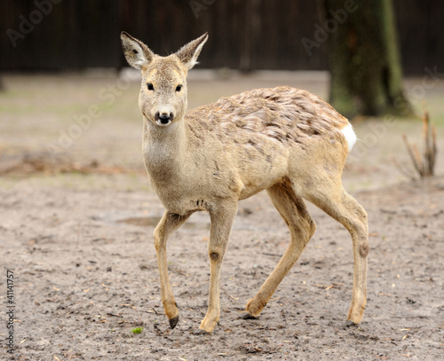 Foto: Young deer Young deer