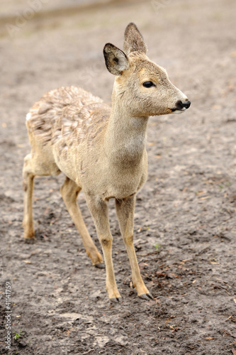 Photo: Young deer Young deer