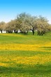spring meadow and trees, south Bohemia, Czech republic