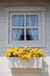 Finestra con fiori gialli