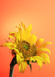 Sunflower on Orange Background