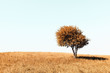 lonely autumn tree