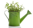 Herbs