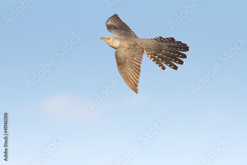 Photo: Common Cuckoo in flight / Cuculus canorus ( European Cuckoo) Common Cuckoo in flight / Cuculus canorus ( European Cuckoo)