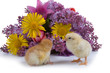 Chickens and bouquet of flowers Chickens and bouquet of flowers