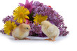 Chickens and bouquet of flowers Chickens and bouquet of flowers