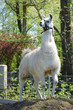 Alpaca full size
