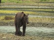 Zwei große Küstenbraunbären wildlife Katmai/Alaska
