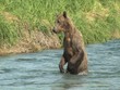 fischende Bärin wildlife Katmai/Alaska