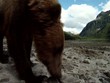 Großer Braunbär schnüffelt zur Kamera wildlife Katmai/Alaska
