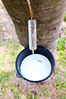 Milk of rubber tree flows