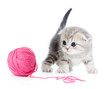 british baby cat playing red clew or ball on white british baby cat playing red clew or ball on white