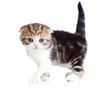 Scottish fold little baby cat Scottish fold little baby cat