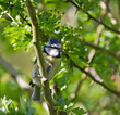 Blue Tit with Food