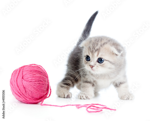 Photo: british baby cat playing red clew or ball on white british baby cat playing red clew or ball on white