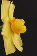 Daffodil