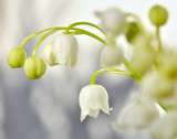 brins de muguet