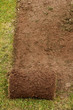 freshly Cut Turf freshly Cut Turf