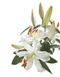 Lilies