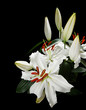canvas print picture - Lilies of the valley