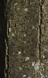 Close up of tree trunk Close up of tree trunk
