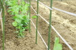 野菜の成長