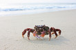 Funny crab on the beach in Varkala, Kerala, India