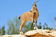 Wildlife Photos - Ibex