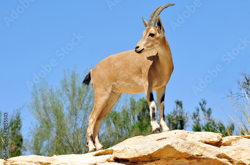 Photo: Wildlife Photos - Ibex Wildlife Photos - Ibex
