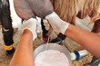 Farm Animals - Goats